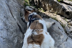 mit Schieben schafft es auch der Vierbeiner ! August 21