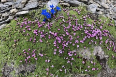 Polsternelke auf dem Weg zum Schwarzhorn