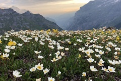 Silberwurz im Lauterbrunnental